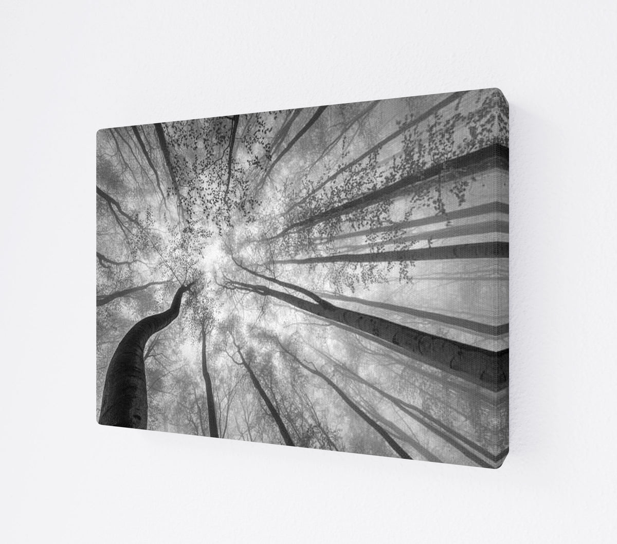 CANV-0000-0000-0000-16X12-P01-9998-260904-1XXXX2-018301