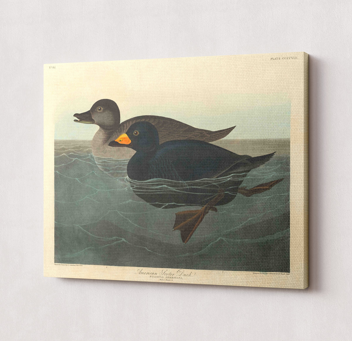 CANV-0000-0000-0000-20X16-P98-0007-251030A-OPNGAL-000401