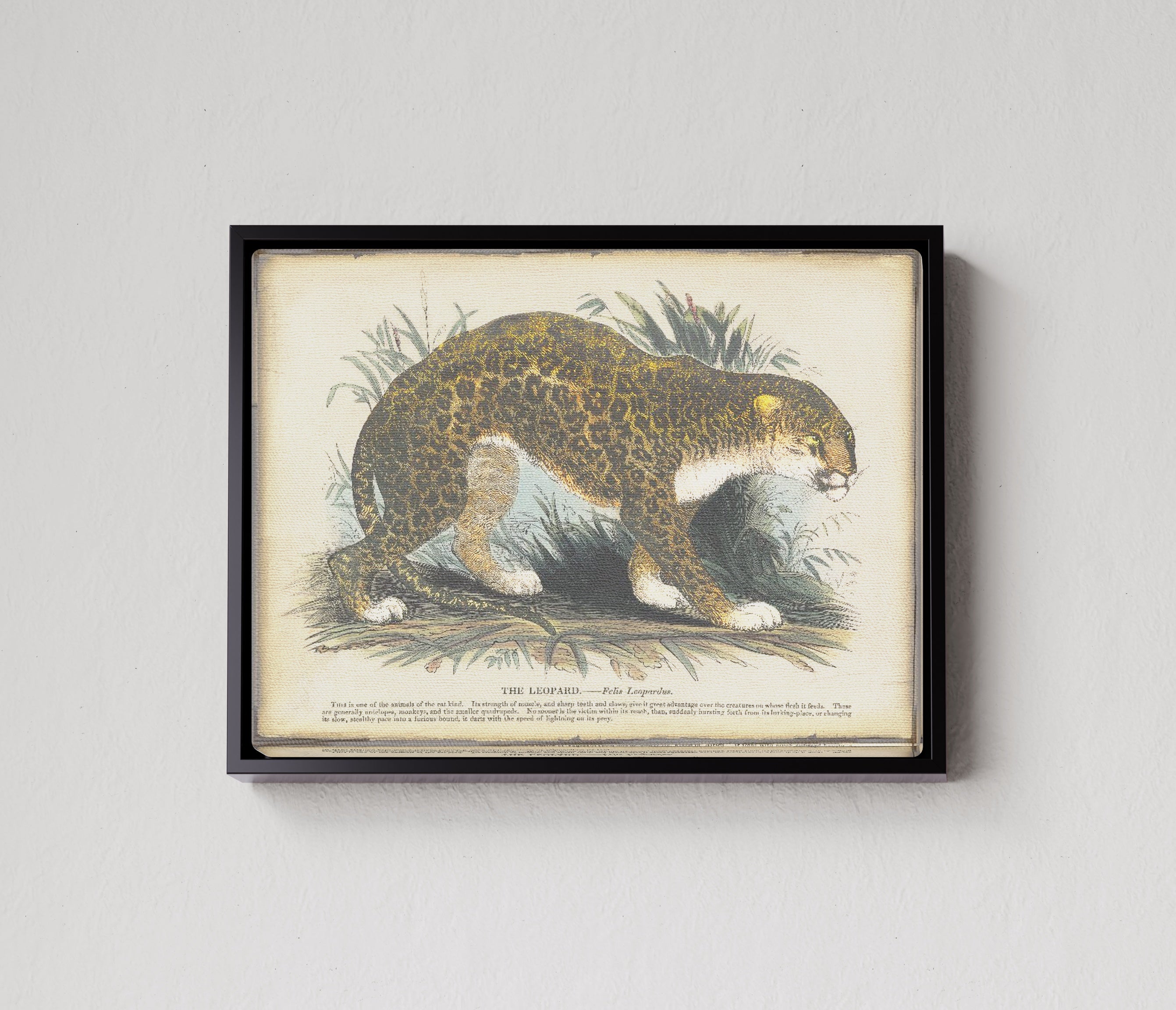 CANV-BLKF-0000-0000-16X12-P00-0214-250520-PICOLX-001801.jpg