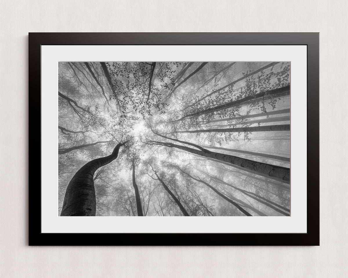 MPPR-BLKF-ACRL-MAT3-36X24-P01-9998-260904-1XXXX2-018301