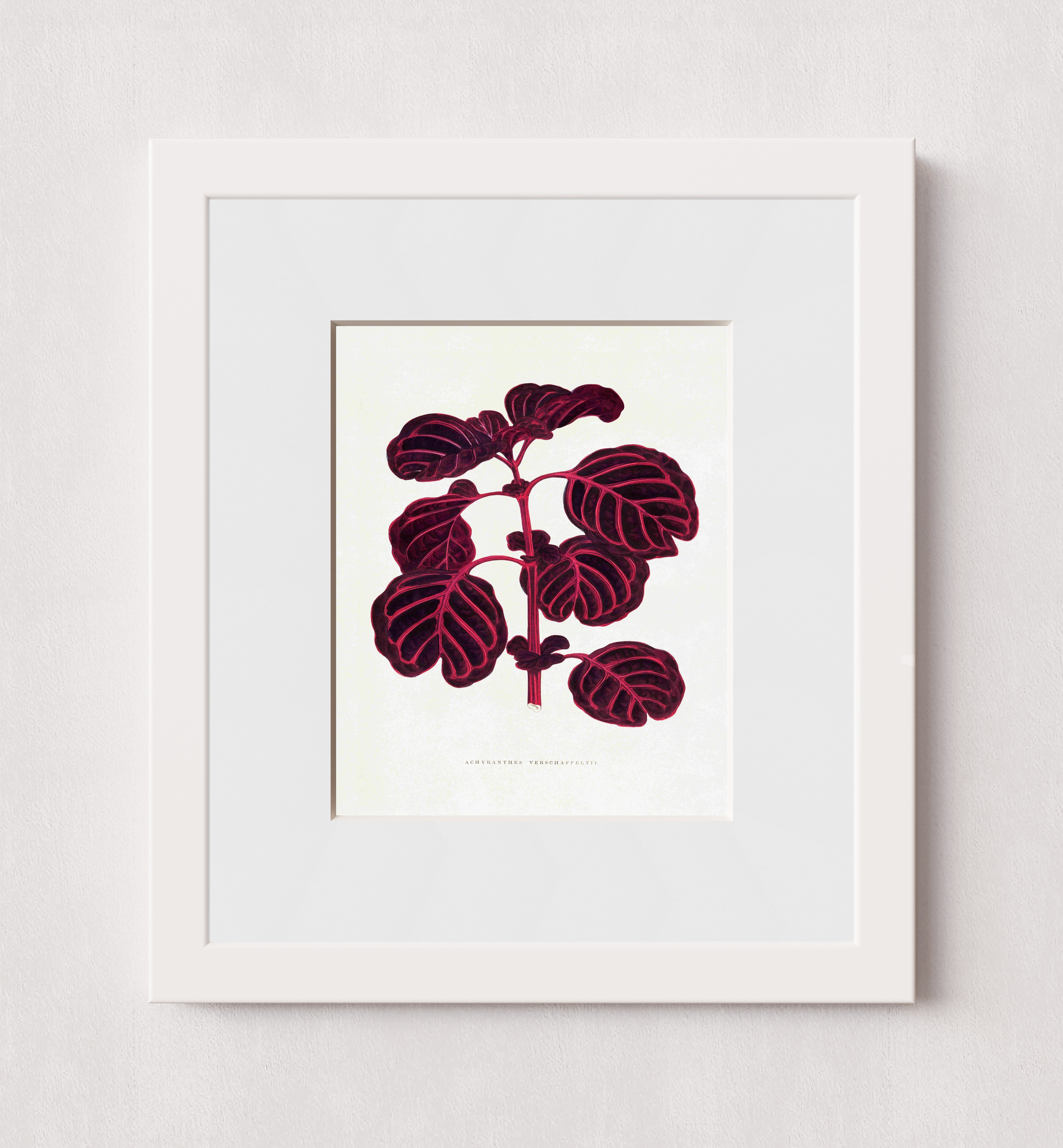 MPPR-WHTF-ACRL-MAT2-08X10-P98-0007-251030A-OPNGAL-004801