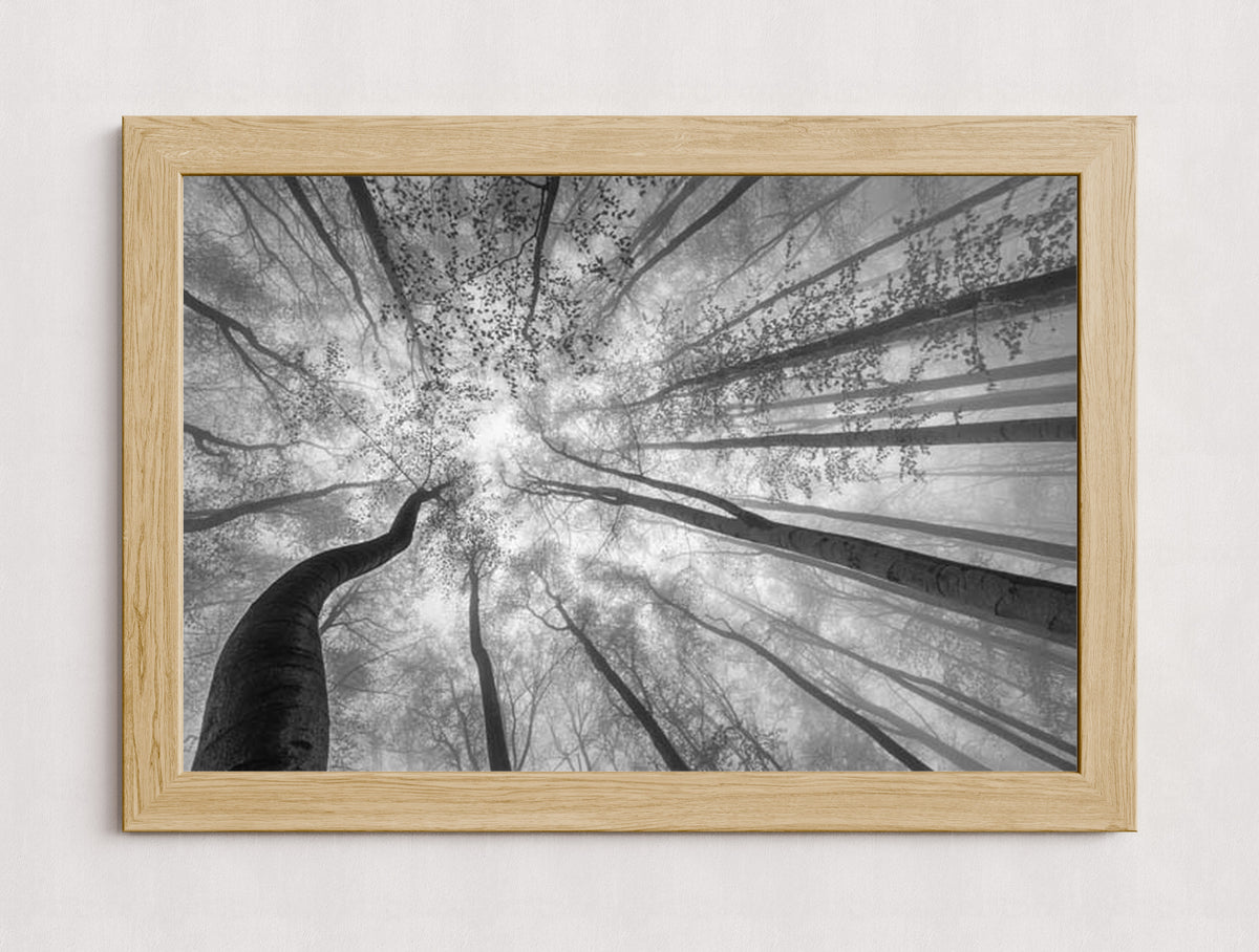 MPPR-WODF-ACRL-0000-30X20-P01-9998-260904-1XXXX2-018301