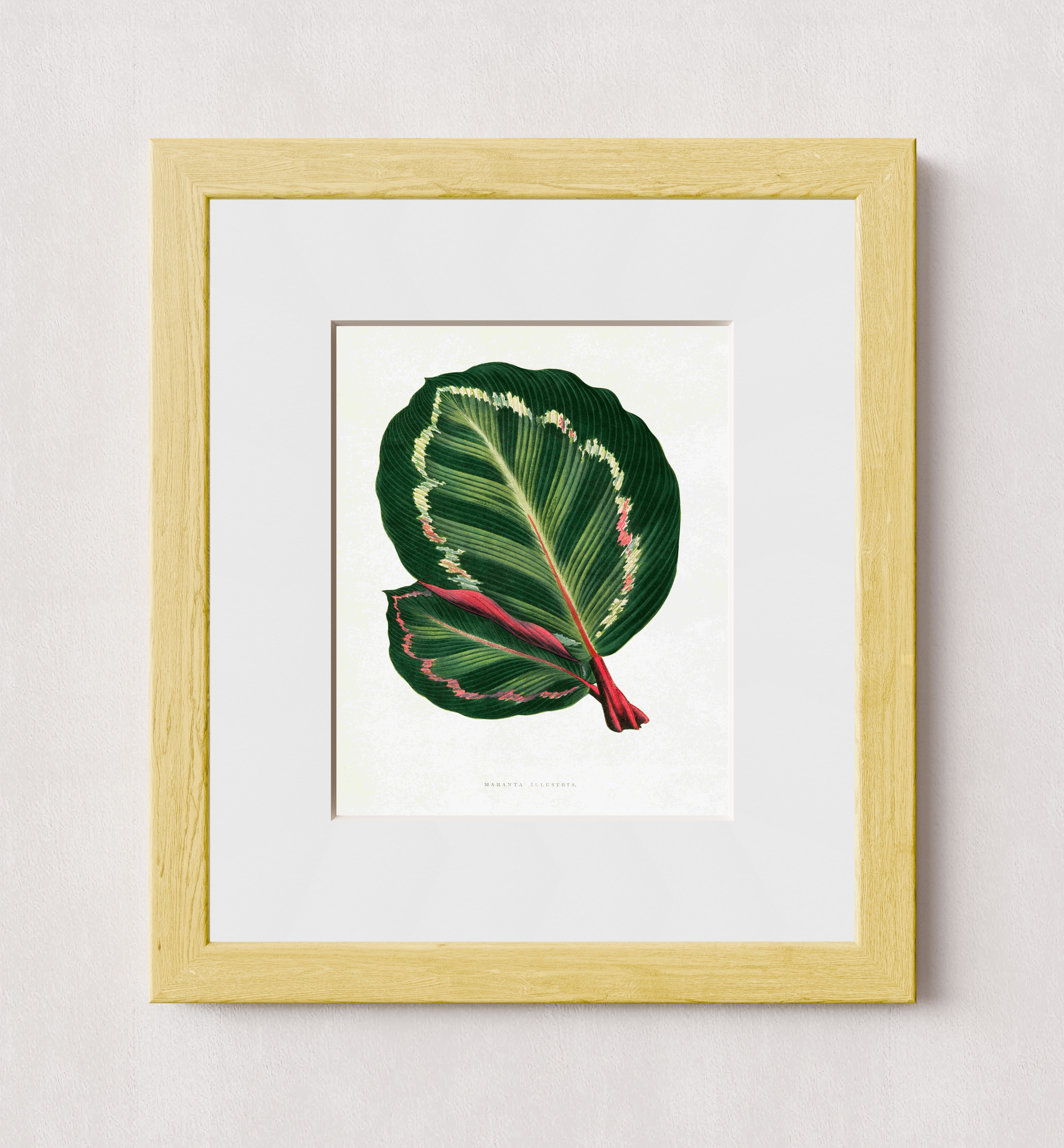 MPPR-WODF-ACRL-MAT2-08X10-P98-0007-251030A-OPNGAL-004501
