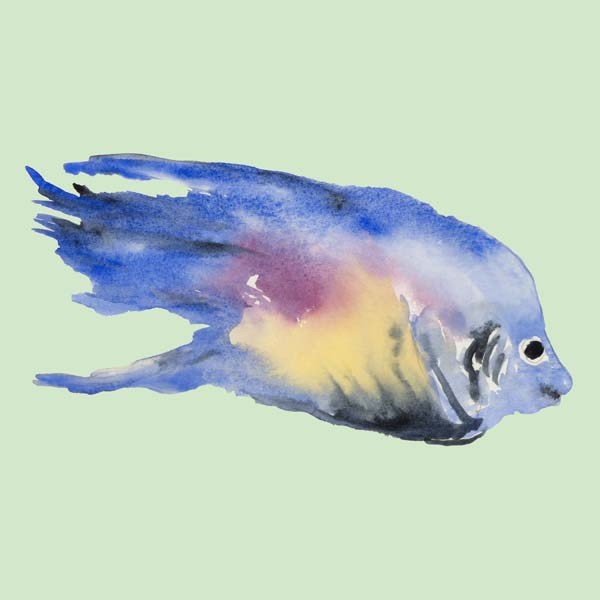 Bluefish