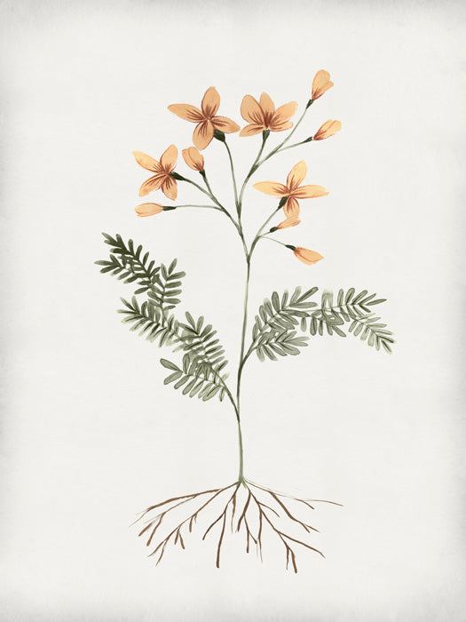Rooted Floral II
