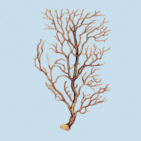 Coral III
