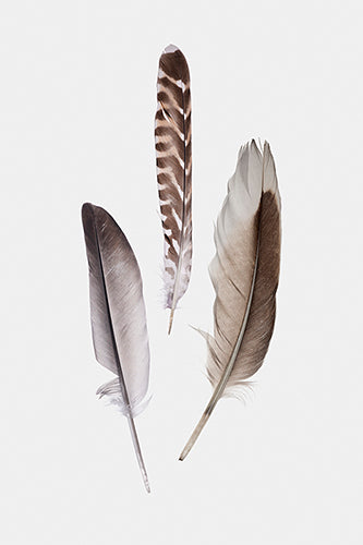 Feathers III