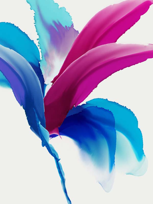 Magenta Bird of Paradise