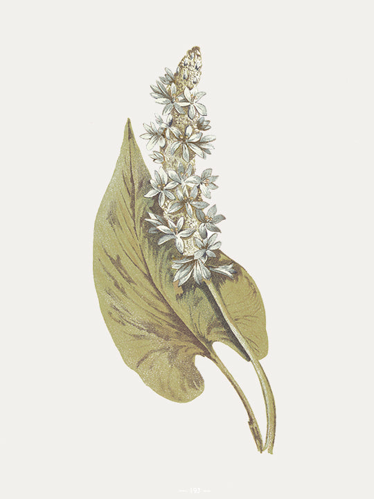 Flowering Botanical