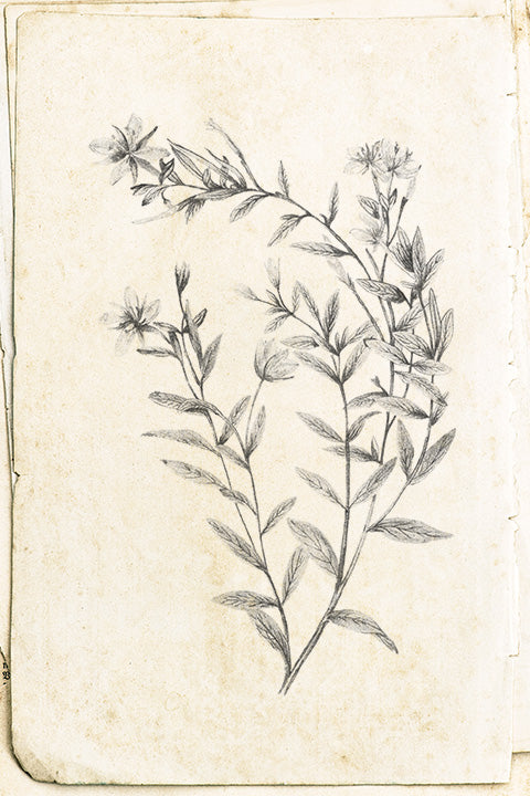 Vintage Wildflowers