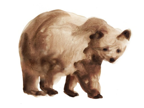 Brown Bear Profile