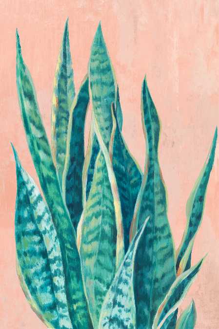Snake Plant on Peach Background