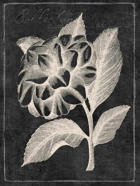 Vintage botanical flower illustration