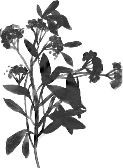 Inked Florals