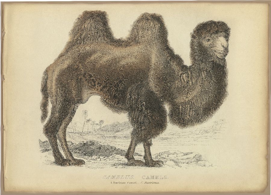 Camel Dromedary 