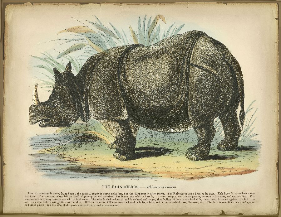 Rhino