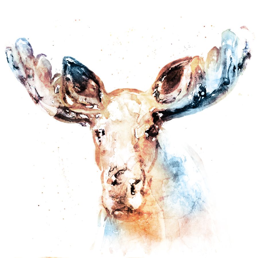 Watercolor Moose