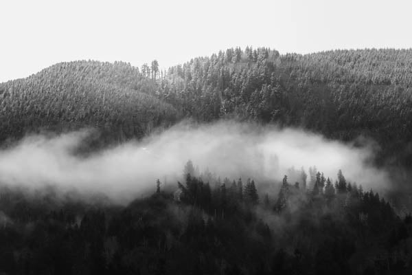 Forest Mountain Hidden Roads Black and White