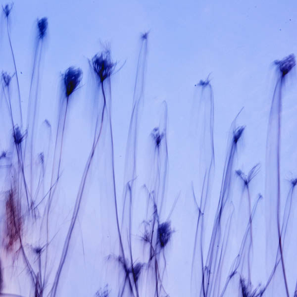 Purple Sky I