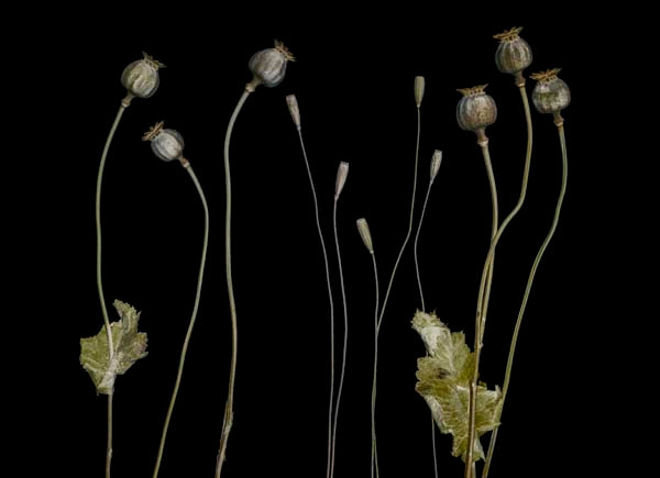 Poppy pods