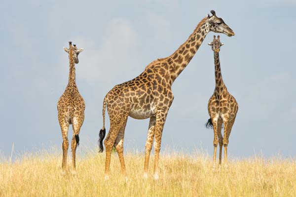 Trio