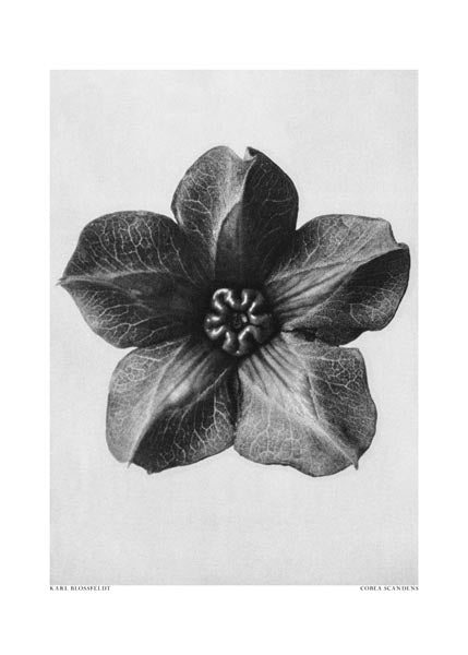 Mexican Ivy by Karl Blossfeldt