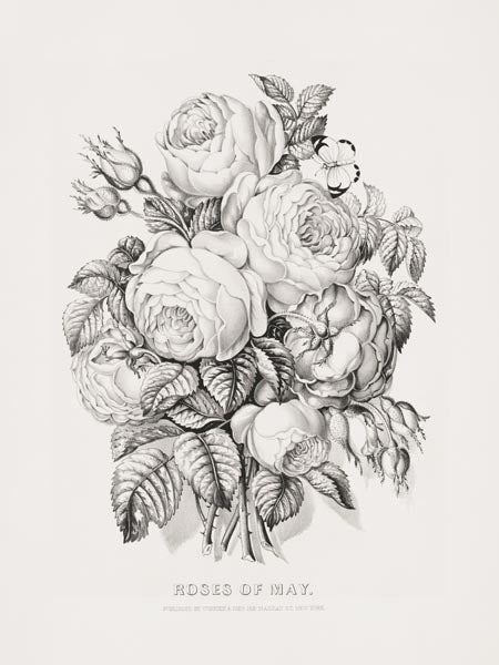 Currier & Ives Roses of May
