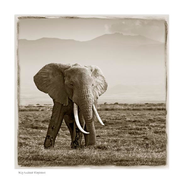 Big Tusked Elephant