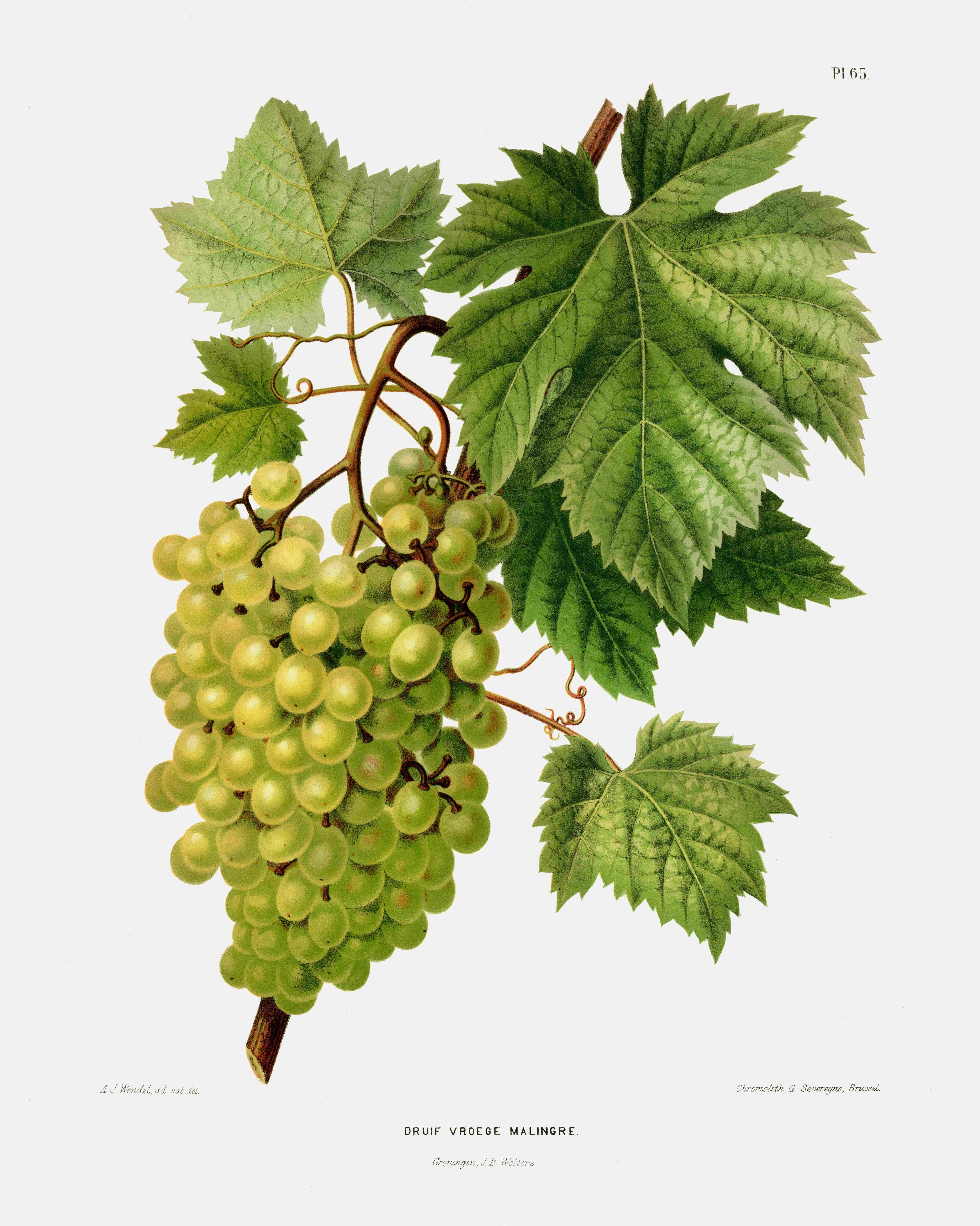 __source__P98-0007-251030A-OPNGAL-004401
